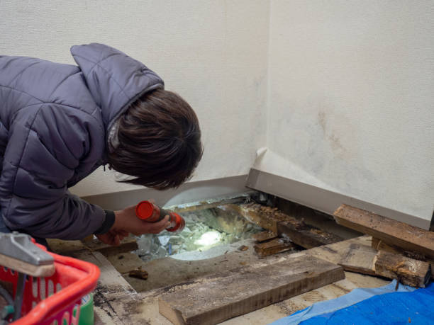 Best Mold Odor Removal Services  in West Kennebunk, ME