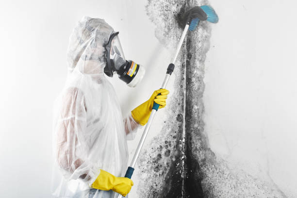 Best Biohazard Mold Removal  in West Kennebunk, ME